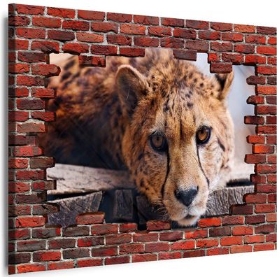 Bilder Mauerloch Tiere Gepard 3D illusion Wandbilder XXL