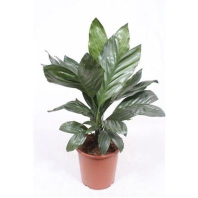 Chamaedorea metallica - Bergpalme - Zimmerpflanze - Grünpflanze