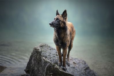 Muralo VLIES Fototapeten Tapeten XXL Jugend Belgischer Schäferhund 3357