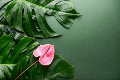 Muralo Selbstklebende Fototapeten XXL Rosafarbene Blume Pflanzen 2558