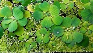 Schwimmpflanzen gegen Algen - Schildkrötenfutter Wasserlinsen Muschelblume Farn