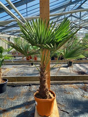 Trachycarpus Fortunei - Hanfpalme winterharte Palme Höhe 110-160cm 30-40cm Stamm
