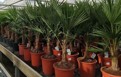 Trachycarpus fortunei - Hanfpalme winterharte Palme Höhe 100-140cm Stamm 20-30cm