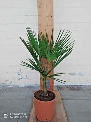 Trachycarpus Fortunei - Chinesische Hanfpalme winterharte Palme 85-110cm Premium