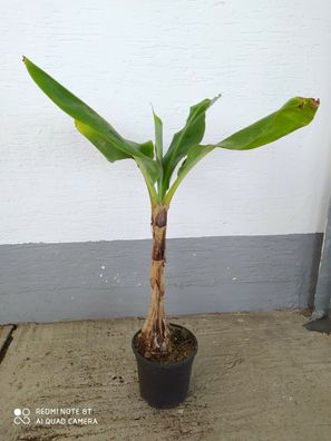 Musa Dajiao Essbanane leckere Früchte Pflanze Ensete winterhart basjoo 70-110cm
