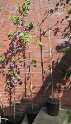 Cercis siliquastrum - Judasbaum Liebesbaum 150-200cm Pflanze schönes Blütenmeer