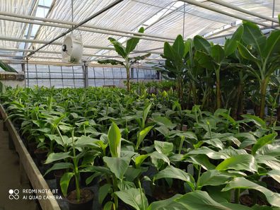 Angebot - Musa Basjoo Japanische Faserbanane Pflanze Banane winterhart 70-90cm