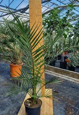 Phoenix canariensis - kanarische Dattelpalme Palme 80-110cm Zimmerpflanze Deko