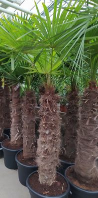Trachycarpus Fortunei Hanfpalme winterharte Palme Stamm 180-210cm Höhe 3-4m