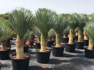 Yucca rostrata - blaue Palmlilie Yuccapalme Palme winterhart Höhe 2m Stamm 1m