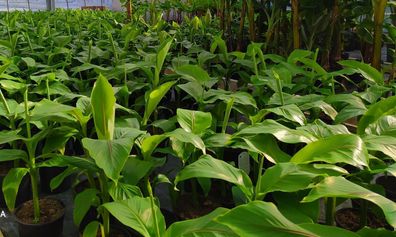 3x Musa Basjoo japanische Faserbanane Pflanze Banane winterhart 60-80cm