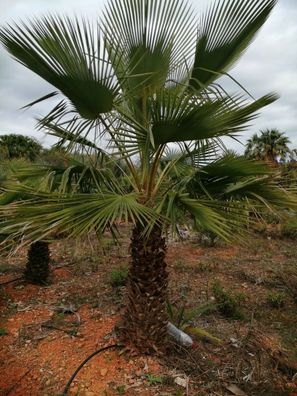 Livistona australis - Australische Schirmpalme Livingstonpalme Palme 1,75-2,25m