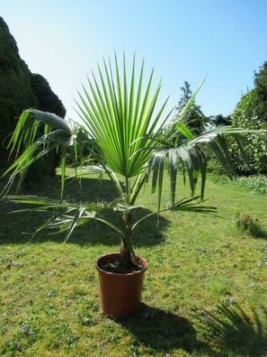 Washingtonia robusta Petticoat Palme Zimmerpflanze Höhe80-100cm 3-4Pflanzen Topf