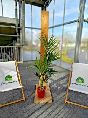 Howea forsteriana - Kentiapalme Kentia Palme Zimmerpflanze 130-160 cm fürs Haus