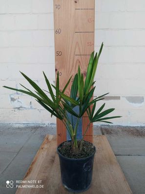 Trachycarpus fortunei Hanfpalme winterharte Palme Setzling 35-55cm Gartenpflanze