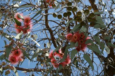 Eucalyptus gunnii Azura Mostgummi-Eukalyptus Baum frosthart Hochstamm 120-160cm