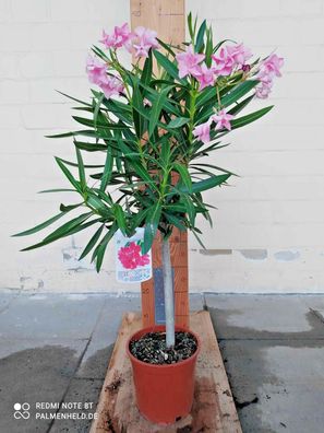 Oleander - Nerium oleander - Rosenlorbeer wunderschöne Blüten Hochstamm 90-120cm