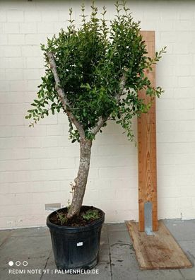 Punica granatum Granatapfel Granatapfelbaum Obst extrem alte & dicke Pflanze 2m