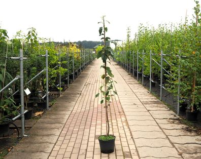 Elsbeere Wildfrucht Ruhrbirne Sorbus torminalis 100-125 cm im Container