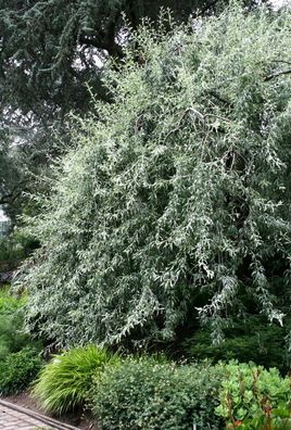 Hängende Weidenblättrige Birne Pyrus salicifolia ´Pendula´ 60-100 im Container