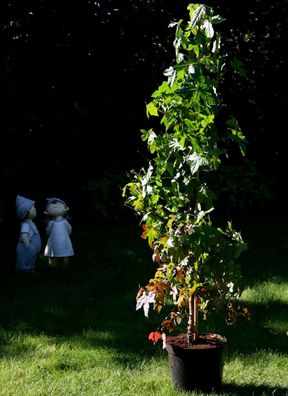 Amberbaum Liquidambar styraciflua Herbstfärber 100 - 125 cm im 5 Liter Topf