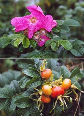 Kartoffelrose Apfelrose Hagebutte Rose Rosa rugosa