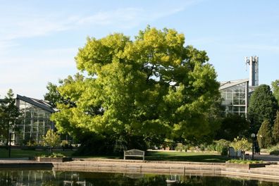 Scharlacheiche Scharlach-Eiche Quercus coccinea 100-125 cm im Container