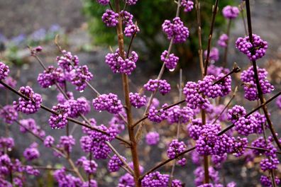 Schönfrucht Liebesperlenstrauch Callicarpa bodinieri ´Profusion´ 60 - 80 cm Co.