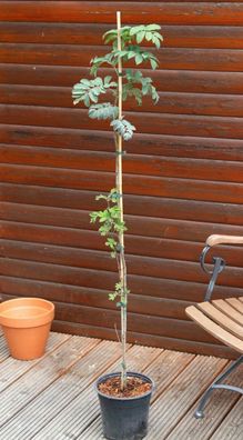 Speierling - Wildfruchtbaum - Sorbus domestica 100-125 cm, im 5 Liter Container