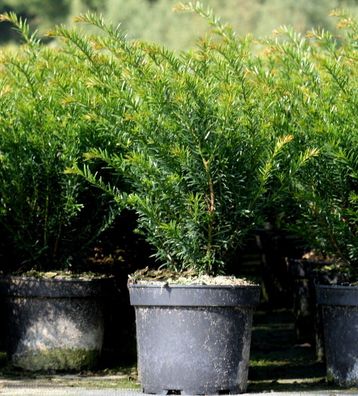 Taxus baccata 'Renkes Kleiner Grüner' 20 - 30 cm im Container