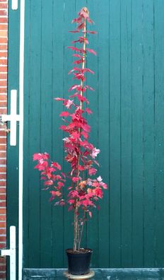 Rotahorn Herbstfärber - Acer rubrum 150-200 cm, Heister im Container