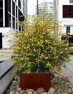Ranunkelstrauch Ranunkel Kerria japonica ´Pleniflora´ 60 - 100 cm im Container