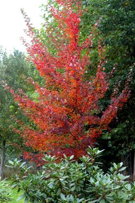 Rotahorn Herbstfärber Acer rubrum ´October Glory´ 150-200 cm im Container