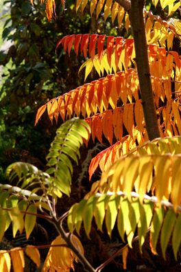 Essigbaum Rhus typhina 100-125 cm Containerpflanze Herbstfärber