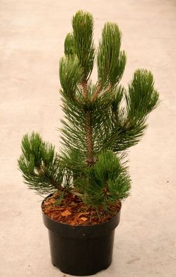 Kiefer Pinus leucodermis ´Compact Gem´ 30 - 40 cm im Container oder Ballen