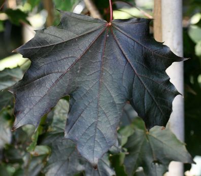 Blutahorn Ahorn Acer platanoides ´Faassen´s Black´ 125-150 cm im 7,5-Liter Topf