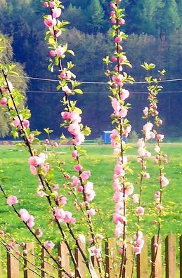 Mandelbäumchen Prunus triloba Strauch 40-60 cm im 5 Liter Container