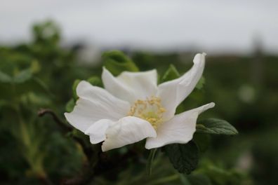 Weiße Kartoffelrose Dünenrose Rosa rugosa ´Alba´