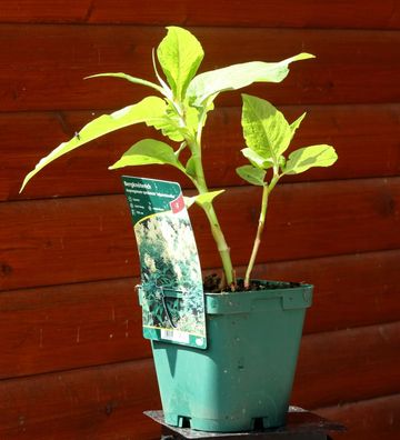 Bergknöterich 'Johanniswolke' Aconogonon speciosum im 1 Liter Topf