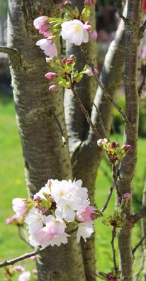 Säulen - Zierkirsche Prunus serrulata 'Amanogawa' 60 - 100 cm im Container