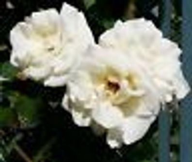 Kletterrose Weiße Rose ´Schneewalzer´ ® weiß 7 Liter Container