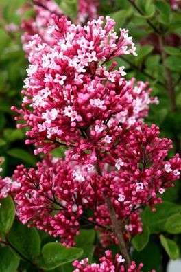 Zwergflieder Flieder Syringa ´Tinkerbelle´® Elfenflieder 60-80 cm im Container