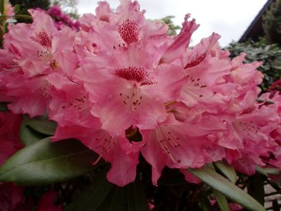 Rhododendron yakushimanum ´Bad Zwischenahn´® Inkarho 25 - 30 cm im Container