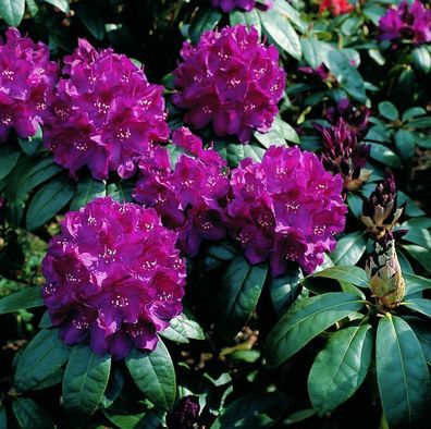 Rhododendron ‚Roland‘ ® - Inkarho 40 - 50 cm im Container
