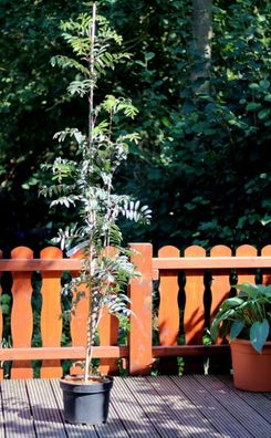 Essbare Eberesche Sorbus aucuparia ´Edulis´ 125-150 cm im 7,5 Liter Container