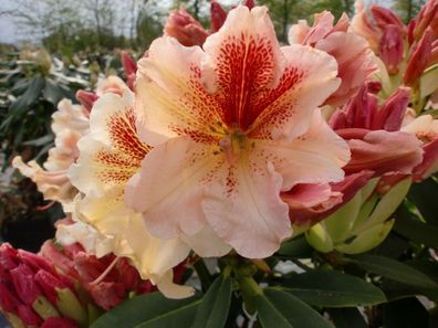 Rhododendron ‚Peggy‘ ® - Inkarho 30 - 40 cm im Container