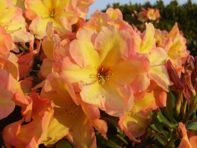 Rhododendron ‚Macarena‘ ® - Inkarho 30 - 40 cm im Container