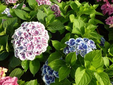 Hortensie Bauernhortensie Hydrangea macrophylla 'Tivoli' 30-40 cm im Con.