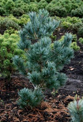 Blaue - Mädchenkiefer Pinus parviflora ‚Glauca‘ 30 - 40 cm im Container