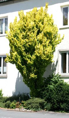 Goldulme - Ulme - Ulmus carpinifolia ´Wredei´ 60 - 80 cm im Container